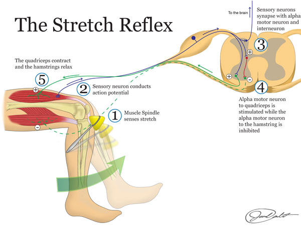 how-long-should-i-stretch-for-flux-sports-therapy-manchester